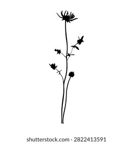 A black silhouette of a wildflower plant with multiple branches and small flowers on a white background, emphasizing natural botanical shapes.