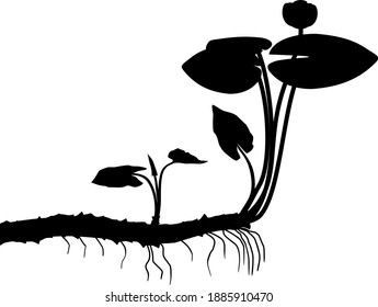 Black silhouette of Yellow water-lily (Nuphar lutea) plant with leaves, flower and rhizome isolated on white background