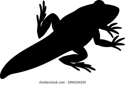 Black silhouette of young frog with tail