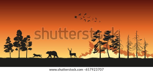 野火の背景に黒い動物のシルエット 熊と狼と鹿は森の火事から逃げ出す ベクターイラスト のベクター画像素材 ロイヤリティフリー