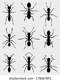 Black silhouettes of ants on a gray background, vector illustration