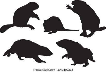 Black silhouettes of beaver in different poses on a white background. Playing, standing, going, sitting, scaring. Wild mammal animals. Vector realistic illustrations