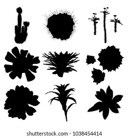 Black silhouettes cactus set. Hand drawn plants. Exotic floral sketch illustration collection. Different cactuses in monochrome style. Vector.