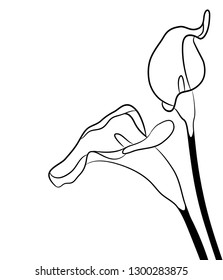 Black silhouettes of calla lilies. Vector illustration on white background.