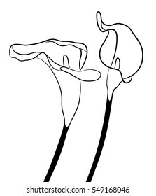 Black silhouettes of calla lilies. Vector illustration on white background.