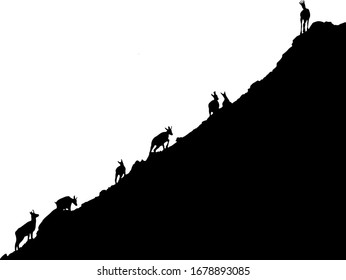 Black silhouettes of chamois climbing uphill isolated on white background. Vector illustration.