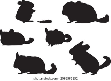 Siluetas negras de chinchilla en diferentes postes aisladas en fondo blanco. Comer, sentarse, de pie. Animales salvajes o domésticos. Ilustraciones vectoriales realistas