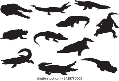 Black silhouettes of crocodile in different poses isolated on white background. Sitting, crawling, standing, attacking. Head and body. Wild exotic animals. Vector realistic illustrations