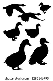 Black silhouettes of duck in different poses isolated on white background. Wild and domestic animals. Sitting and flying. Vector realistic illustrations