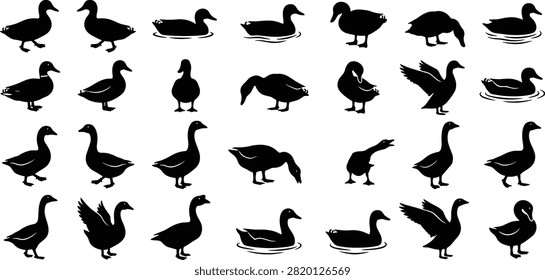 Black silhouettes of ducks and geese in various positions including standing, swimming, preening, and flapping wings. Perfect for wildlife, nature, and design projects requiring clean bird shapes and versatile waterfowl icons.