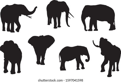 Black silhouettes of elephant in different poses on a white background. Large animals. Vector realistic illustration