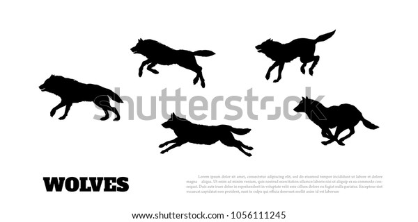 白い背景に黒いオオカミの群れのシルエット 捕食者を走らせる 森の動物 ベクターイラスト のベクター画像素材 ロイヤリティフリー