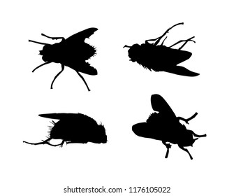 Black silhouettes of fly in different poses isolated on white background. Insect. Vector realistic illustrations