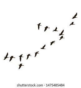 The black silhouettes of flying birds are on white background.