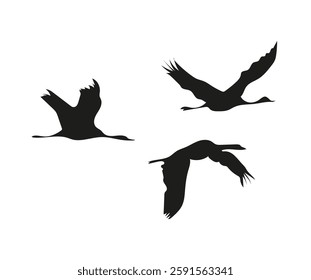 Black silhouettes of flying cranes