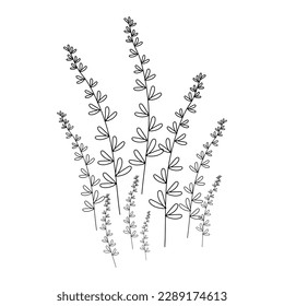 Schwarze Silhouetten von Kräutern einzeln auf weißem Hintergrund. Handgezeichnete Skizze von Blumen und Insekten.