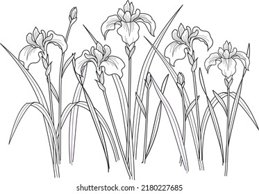 Black silhouettes of iris flowers on a white background. Hand drawn flowers.