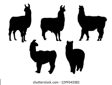 Black silhouettes of lama in different poses isolated on white background. Wild and domestic animals. Vector realistic illustrations