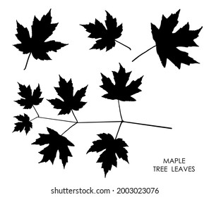 Black silhouettes of maple leaves isolated on white. Autumn fallen leaves of maple tree. Vector