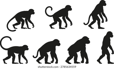 Black silhouettes of monkeys and primates in various walking and standing postures isolated on a white background showing evolution stages from quadrupedal to bipedal movement