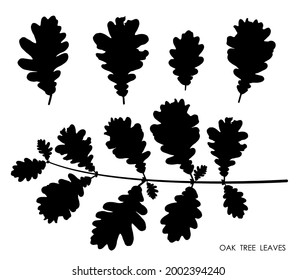 Black silhouettes of oak leaves isolated on white background. Autumn fallen leaves of oak tree. Vector
