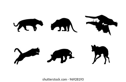 Black silhouettes of panther, lynx and hyena on the white background
