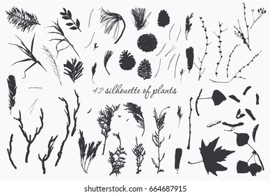 Black silhouettes of plants. Forest objects.