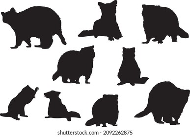 Black silhouettes of raccoon in different poses on a white background. Playing, standing, going, sitting. Wild mammal animals. Vector realistic illustrations