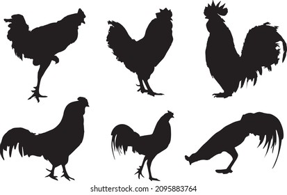 Black silhouettes of rooster in different poses isolated on white background. Going, standing, eating, attacking. Domestic animals. Vector realistic illustrations