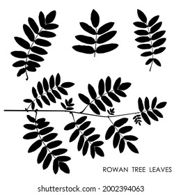 Las siluetas negras de hojas de rowan aisladas sobre fondo blanco. Hojas caídas de otoño de rowan. Vector