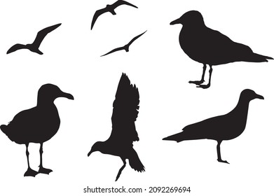 Black silhouettes of seagull in different poses isolated on white background. Flying, standing, landing. Bird, symbol of sea, summer and water. Vector realistic illustrations