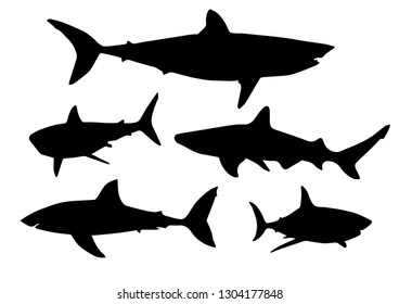Black silhouettes of shark in different poses isolated on white background. Ocean predatory fish. Vector realistic illustrations
