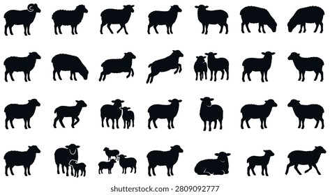 Black silhouettes of sheep ewes lambs rams in different poses standing walking farm animal collection for design.