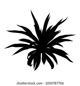 Black silhouettes of Succulent cactus flower, hand drawn terrarium cacti. Wild floral exotic tropical plant. Vector.