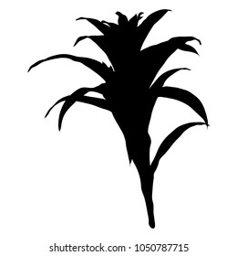 Black silhouettes of Succulent cactus flower, hand drawn terrarium cacti. Wild floral exotic tropical plant. Vector.