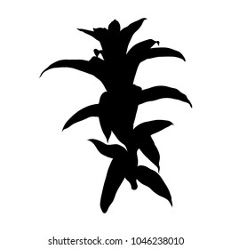 Black silhouettes of Succulent cactus plant branch. Hand drawn flower. Exotic floral illustration. Cacti in monochrome style. Vector.