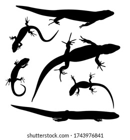 The black silhouettes of three adult and three young lizards are isolated on white background.