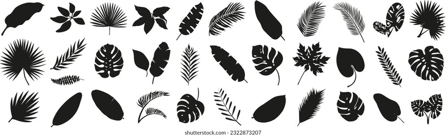 Black silhouettes of tropical palm leaves isolated on transparent background. Exotic plants leaves set. Vector illustration