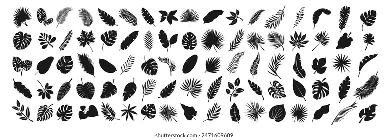 Black silhouettes of tropical palm leaves isolated on transparent background. Exotic plants leaves set