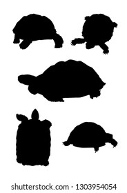 Black silhouettes of turtle in different poses isolated on white background. Amphibian. Vector realistic illustrations