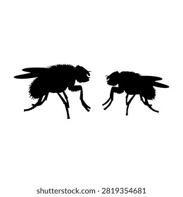 Black silhouettes of two flies facing each other on a plain background, highlighting their detailed wings and body structures in a minimalistic style.