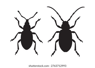 Black silhouettes of two weevils are displayed, showcasing their distinct body shapes and antennae.