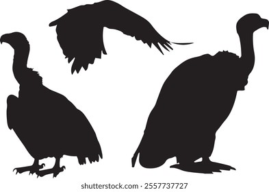 Black silhouettes of vulture bird in different poses isolated on white background. Sitting, flying, standing. Wild animals. Vector realistic illustrations