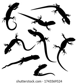 The black silhouettes of the young lizards are isolated on white background.