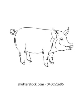 Black sketch drawing of a pig is on white background. Vector illustration.