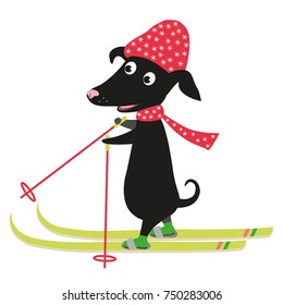 Ein schwarzer Skihund auf rotem Hut