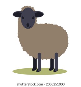 Black small Sheep vector illustration isolated
