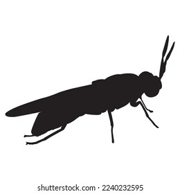 Black Solder Fly silhouette asset vector illustration