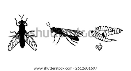 
Black soldier fly in top view, side view, and life cycle stages with larvae and eggs. Black silhouette vector illustration isolated on white background.