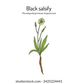 Black or Spanish salsify (Pseudopodospermum hispanicum), edible plant. Hand drawn vector illustration